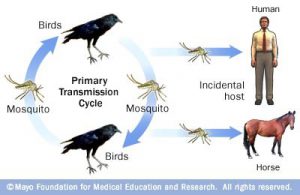 can mosquitoes transmit stds